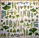 057 Plants - 3 ply